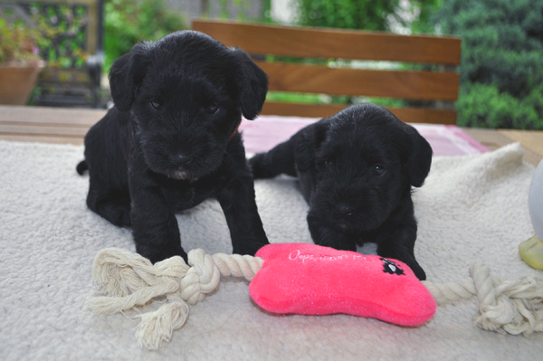 Paula Welpen  280514 043 Kopie02