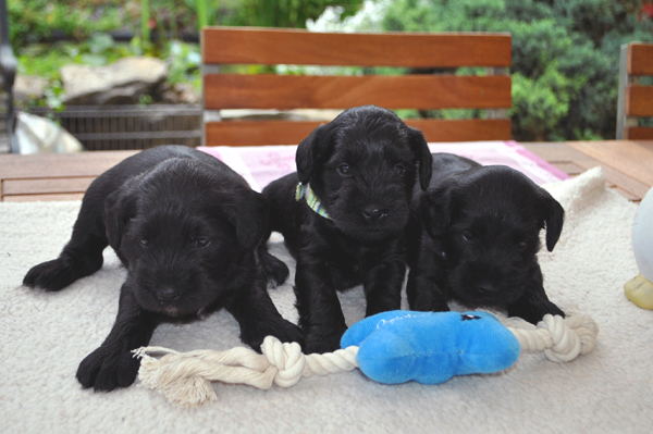 Paula Welpen  280514 058 Kopie02