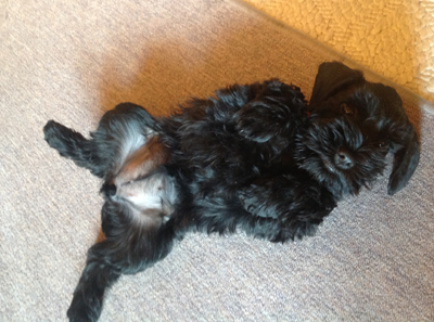 Schnauzi im neuen Zuhause1