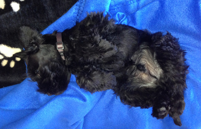 Strolchi im neuen zuhause4