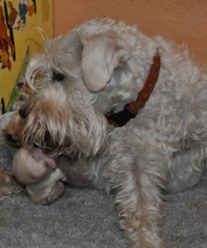 Tina Welpen 051012 001 Kopie02