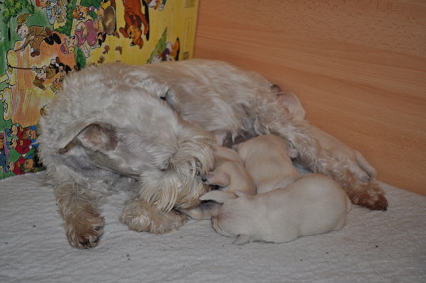 Tina Welpen 111012 012