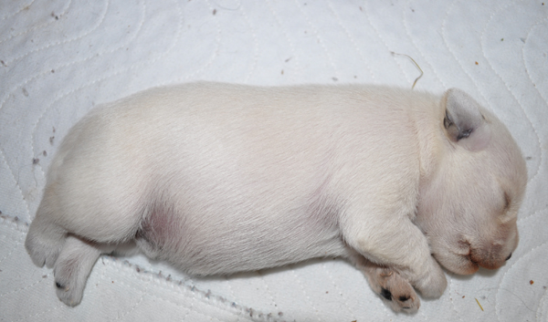 Tina Welpen 201012 001