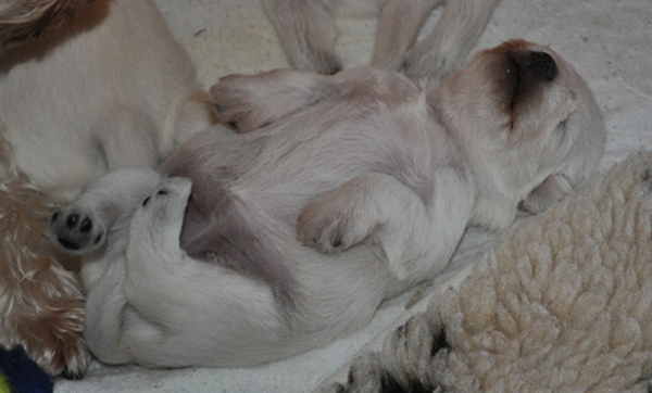 Tina Welpen 201012 00702