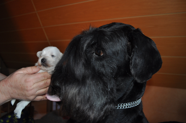 Tina Welpen 201012 017 Kopie