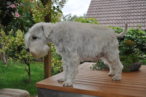 Tina Welpen 280912 009 Kopie02