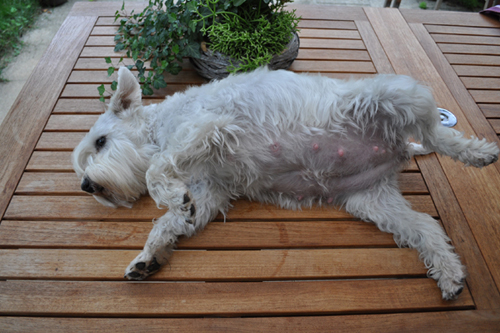 Tina Welpen 280912 012 Kopie02