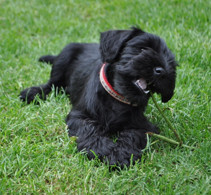 W-Wurf 09.06.2017 004