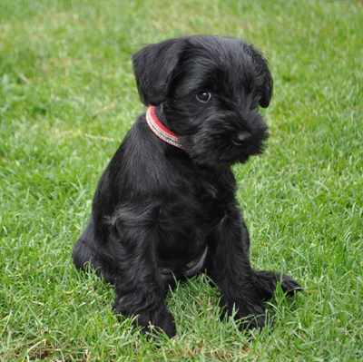 W-Wurf 09.06.2017 006