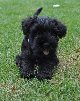 W-Wurf 09.06.2017 012