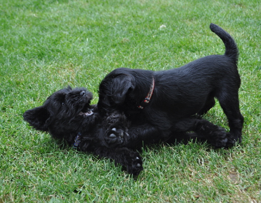 W-Wurf 09.06.2017 014