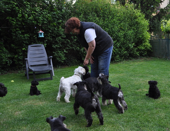 W-Wurf 09.06.2017 045