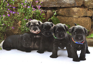 Welpen P Wurf 01 Mai 11 013 Kopie05