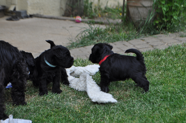 Welpen X 3 Mai 18 (8)