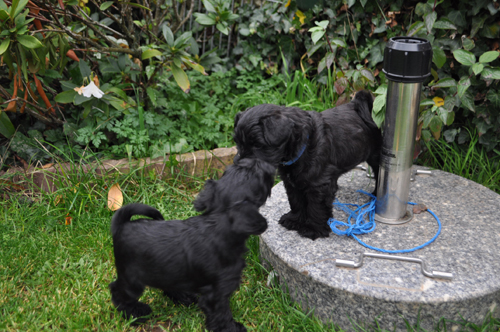 Y Wurf 2.Nov.19 (45)