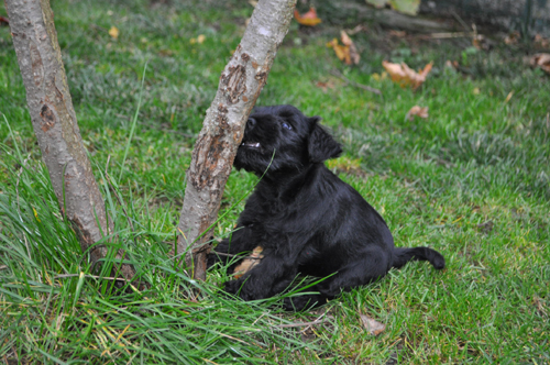 Y Wurf 2.Nov.19 (60)