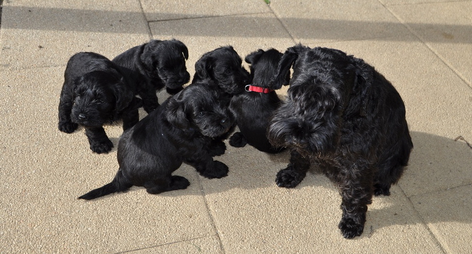 Y Wurf 24.Okt.19 (49)