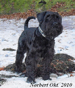 a_Norbert_2010_Kopie04