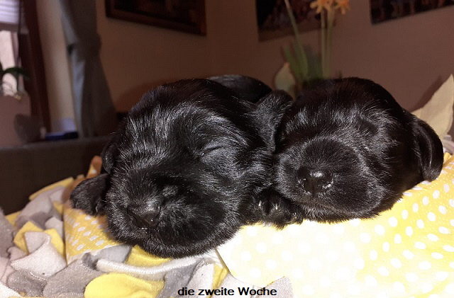 002 2 wochen alt (4)