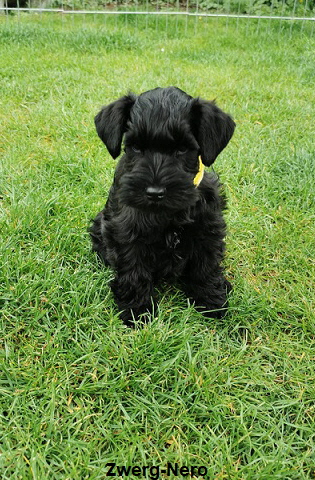 008 zwerg nero