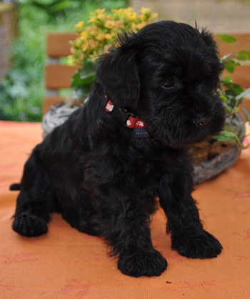 010612 Mona Welpen 03602