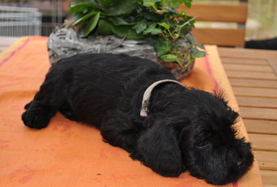 010612 Mona Welpen 04302