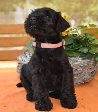 010612 Mona Welpen 052