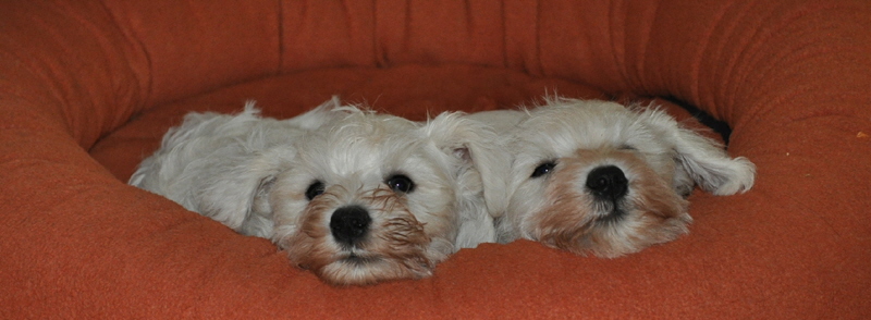 01Dezember 2012 028 Kopie