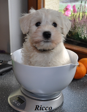 01Dezember 2012 030 Kopie02