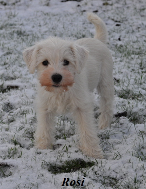 01Dezember 2012 033 Kopie