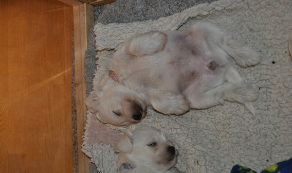 11 November 2012 007