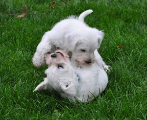 14 November 2012 01803