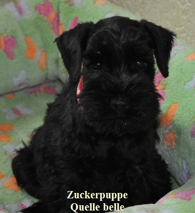 190612 Mona Welpen 005