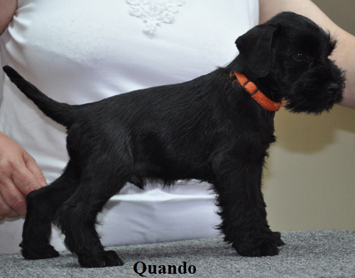 190612 Mona Welpen 006