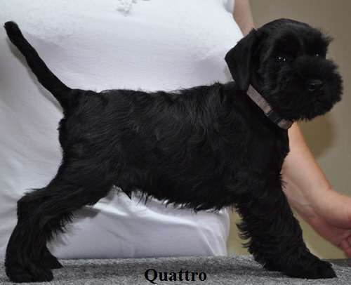 190612 Mona Welpen 008