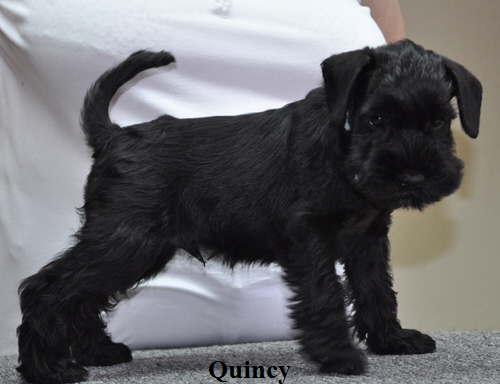 190612 Mona Welpen 011