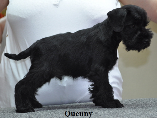 190612 Mona Welpen 014