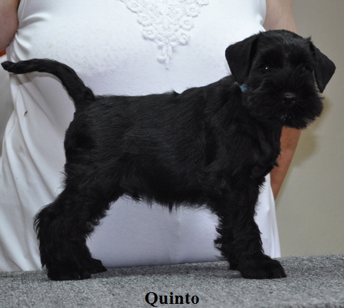 190612 Mona Welpen 017