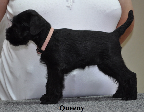 190612 Mona Welpen 022