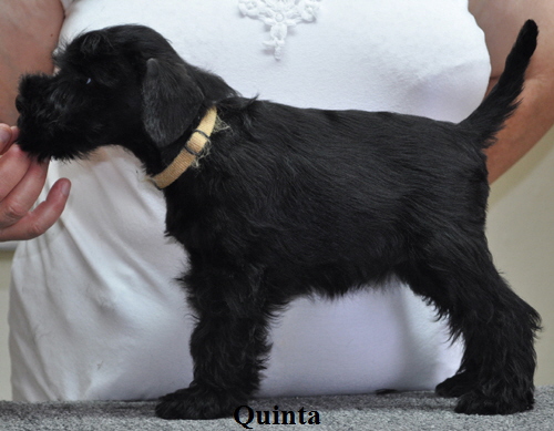 190612 Mona Welpen 02602