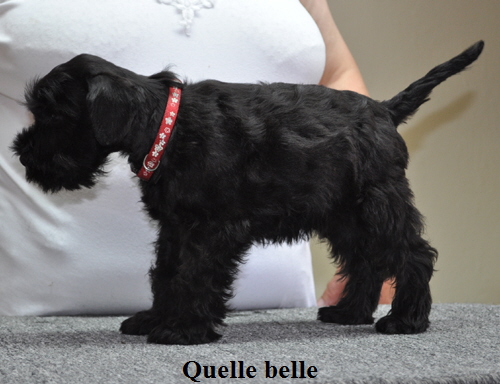 190612 Mona Welpen 037