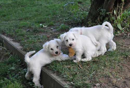 24 November 2012 001 Kopie02