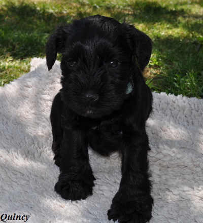 260512 Mona Welpen 013