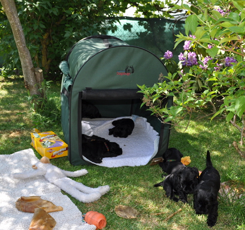 260512 Mona Welpen 017