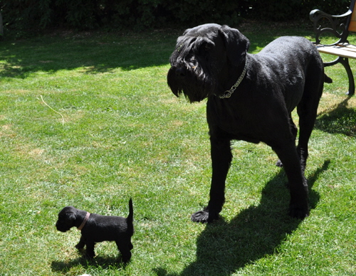 260512 Mona Welpen 018