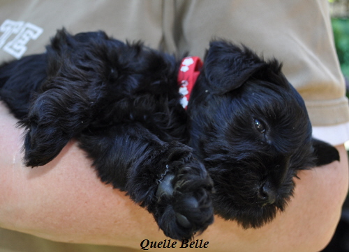 260512 Mona Welpen 051