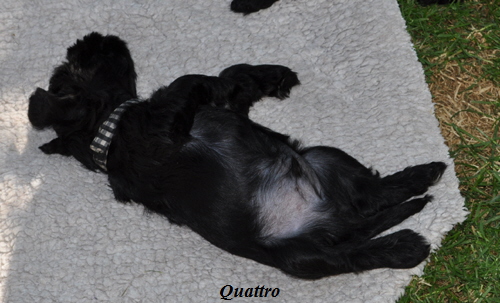 260512 Mona Welpen 056