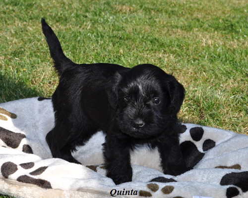 260512 Mona Welpen 069