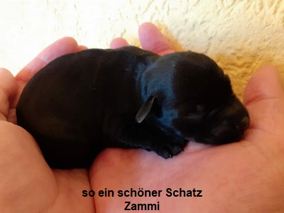 28.02. zweiter Welpe (2)