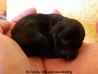 28.02. dritter Welpe